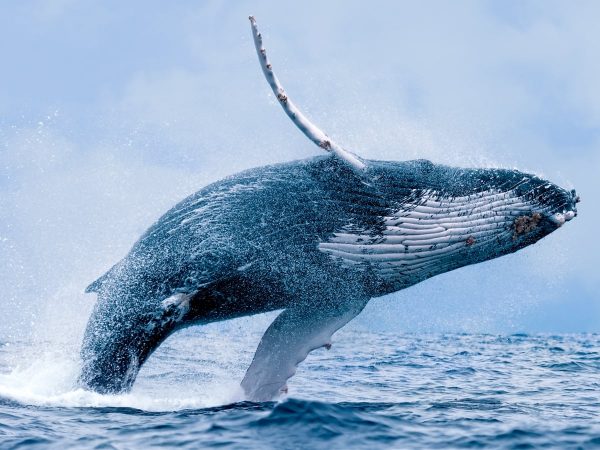 Whale /weil/: cá voi