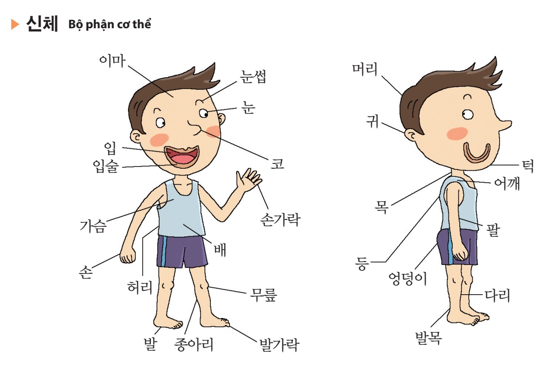 Từ vựng tiếng Hàn nào liên quan đến cơ thể ngoài như ngực, bụng, tay và chân?
